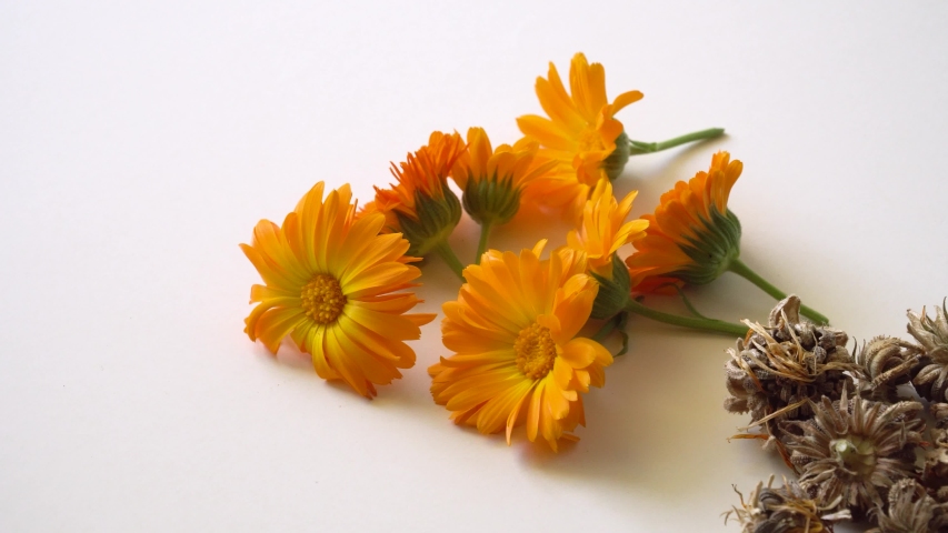 Marigold Flowers With Dry Blossom Stock Footage Video 100 Royalty Free 1057384216 Shutterstock