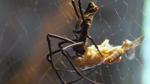 A golden orb weaver Silk spider is  holding a dead grasshopper