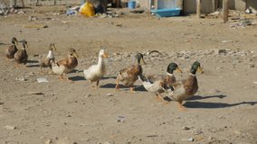 Shot in Shkodër in Albania, ducks walking close