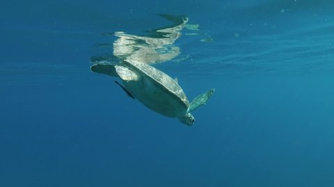Sea turtle swims in the blue water reflecting off surface water, takes a breath and floats away in the sunrays. Follow shot, back view. Green Sea Turtle (Chelonia mydas), Red Sea, Egypt