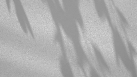 motion blur of shadow palm leaves on white concrete wall background