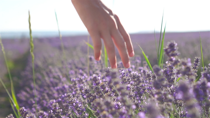 Violet lavender in the field on the sunset | Shutterstock HD Video #1057389202