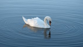Swan in the water.
Video footage of swan in the water.