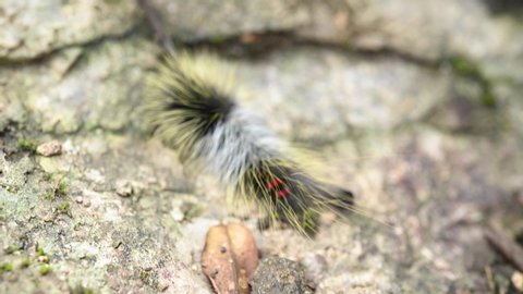 Black furry caterpillar on nature background