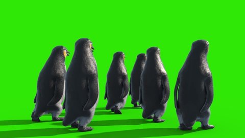Group of Penguins Walks Green Screen Back 3D Rendering Animation 4K