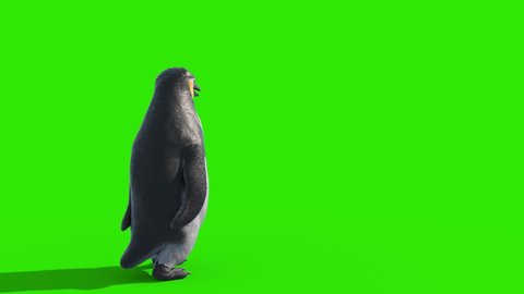 Penguin Walks Green Screen Back 3D Rendering Animation 4K