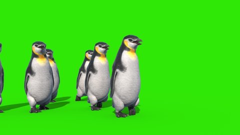 Group of Penguins Walks Green Screen Front 3D Rendering Animation 4K