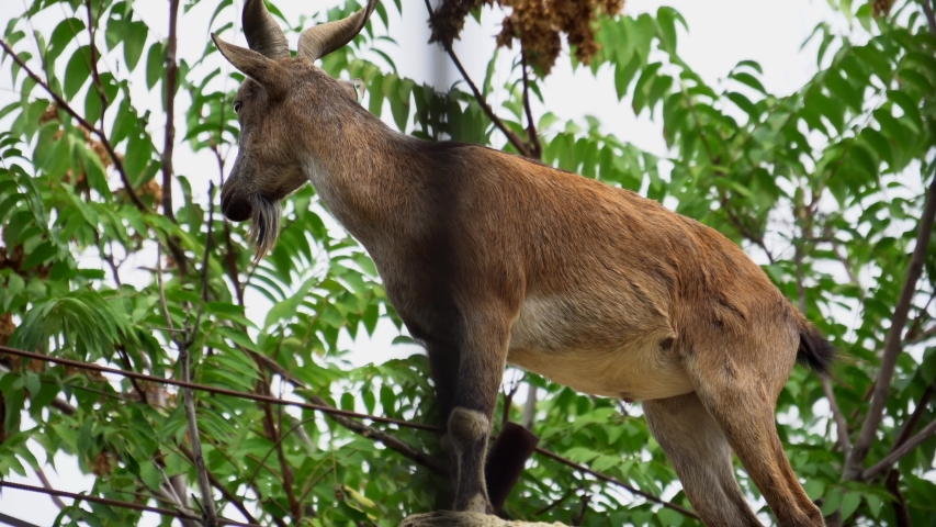 Goat in zoo close up, wild animal in national park