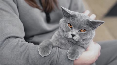 Beautiful girl is sitting in her room, holding a grey cat on her hands and smiling. Girl is caressing her cat.