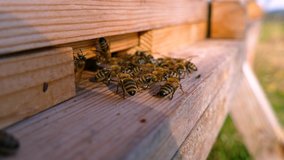 Honey bee enter in the honey bee hive stock video
