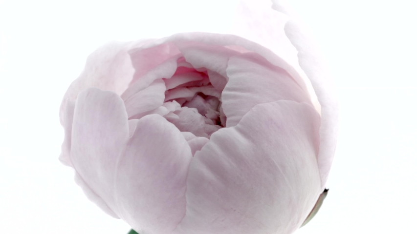 Beautiful pink Peony on white background. Blooming peony flower open, time lapse, close-up. Wedding backdrop, Valentine's Day concept. 4K UHD video timelapse