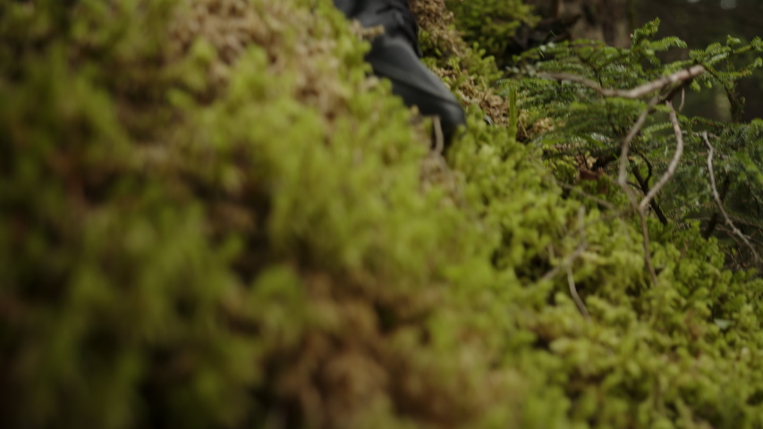 The man in the forest sees and touches cone near a pine tree pine tree, and against a background of falling snow. Close-up thoughtfully.