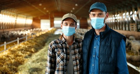 Portrait good-looking Caucasian woman and man in medical masks standing in stable with sheep, looking at straight at camera. Couple of farmers family at sheep farm. Barn with cattles during pandemic.