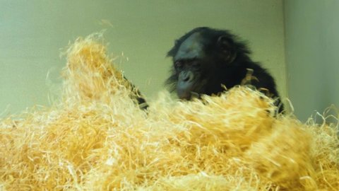 Bonobo, also called  pygmy chimpanzee, sits behind a large pile of hay with just the head and shoulders visible above it. 