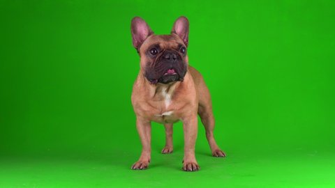 Dog french bulldog puppy on a green background screen 4K video chromakey.