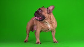 Dog french bulldog puppy on a green background screen 4K video chromakey.