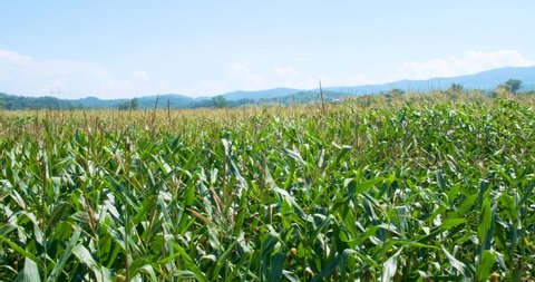 4k Panoramic view of of young corn field in agricultural garden on big field