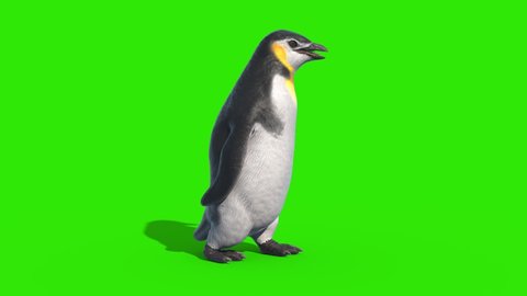 Penguin Walkcycle Green Screen Loop Side 3D Rendering Animation 4K