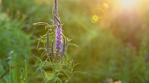 Veronica longifolia or longleaf speedwell in the meadow. Purple wild flowers spraying by water with sun glare of sunrise in the background. Video footage static camera, 4K.