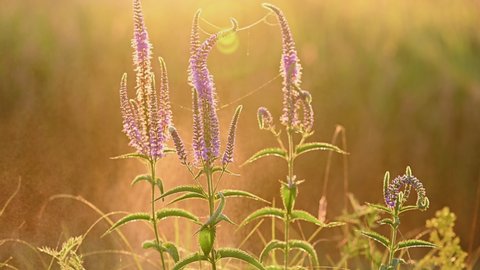 Veronica longifolia or longleaf speedwell in the summer meadow. Purple wild flowers spraying by water with sun glare of sunrise in the background. Video footage static camera, 4K.