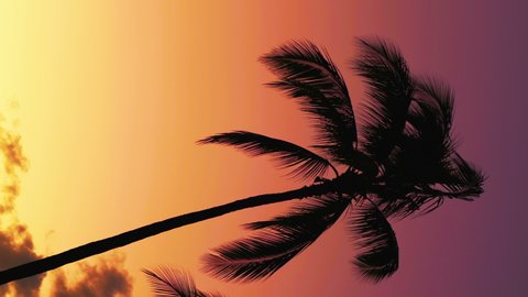Beautiful Sunset With Palm Trees On The Hawaiian Beach in vertical 4K Slow motion 60fps