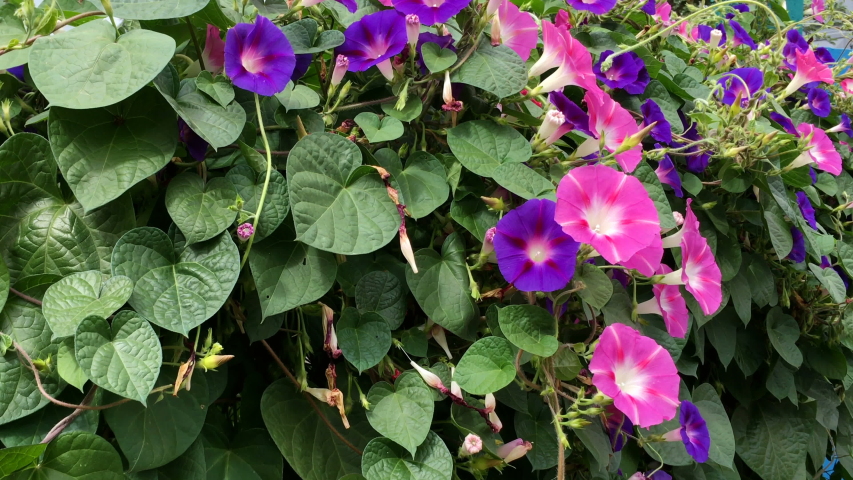 Many bright flowers purple morning glory or Ipomoea purpurea grow among lush green foliage and sway in wind on a sunny summer day. Beautiful nature background. Close-up.