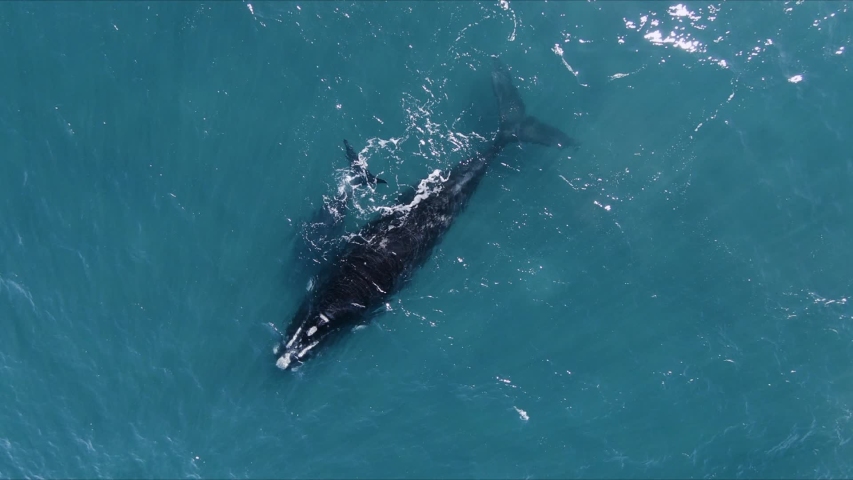Beatiful Whale Swimming peacefully and showing the tail - Aerial Birdseye shot | Shutterstock HD Video #1057430992