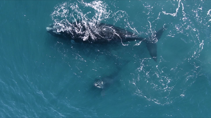 Whale mother nursing in the Peninsula Valdes, Patagonia Argentina - Aerial shot Slowmotion | Shutterstock HD Video #1057430998