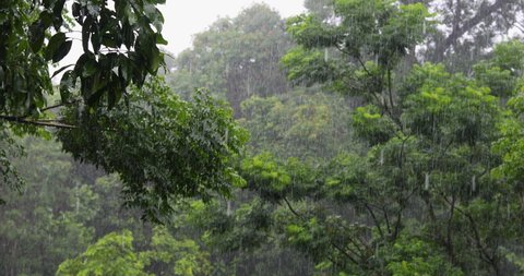 Rain on the background,Heavy rain in the forest, Rain drops falling,Season background