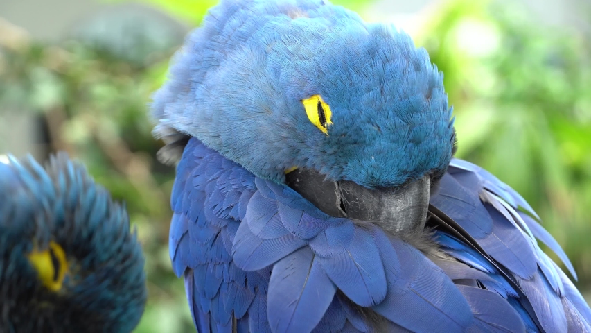 The hyacinth macaw sleeping close up (Anodorhynchus hyacinthinus), or hyacinthine macaw or blue macaw perched on a branch in South America.