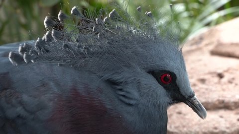 A close up of a Victoria crowned pigeon (Goura victoria) a large, bluish-grey pigeon with elegant blue lace-like crests, maroon breast and red irises.