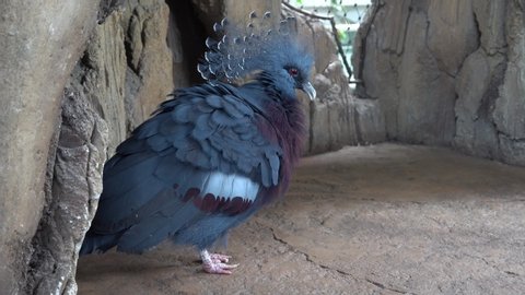 A close up of a Victoria crowned pigeon (Goura victoria) a large, bluish-grey pigeon with elegant blue lace-like crests, maroon breast and red irises.