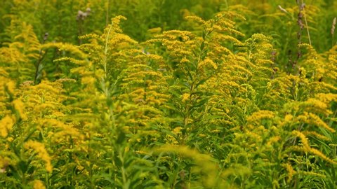 Closeup video of yellow Solidago canadensis (Canada goldenrod or Canadian goldenrod) flowers. This american plant now is one of most invasive species in Europe and Asia. Used in folk medicine.