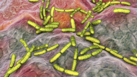Probiotic bacteria Lactobacillus in human intestine, intestinal normal flora, 3D animation