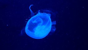 Footage with glowing blue medusas