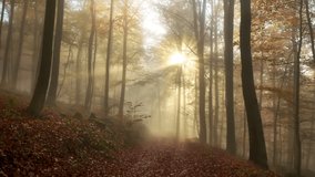 Following a path in a beautiful misty forest in autumn, with gold rays of sunlight falling through the trees 