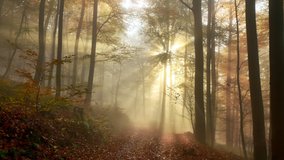 Following a path in a beautiful misty forest in autumn, with gold rays of sunlight falling through the trees  - Powered by Shutterstock - Get 15% off with code: PIKWIZARD15