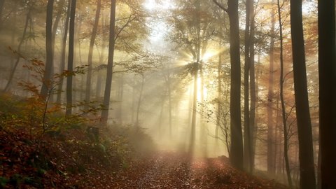 Following a path in a beautiful misty forest in autumn, with gold rays of sunlight falling through the trees 