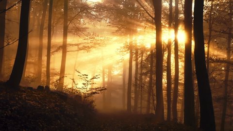 Following a path in a dreamy misty forest, with vibrant gold rays of sunlight falling through the fog and the silhouettes of trees 
