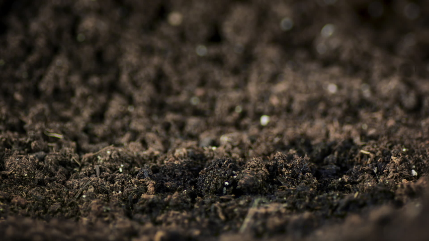 Time lapse footage of a pea seedling growing out of the fertile dark soil into a small plant Royalty-Free Stock Footage #1057450519