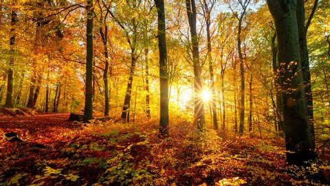 Beautiful sun rays illuminating a beech forest in vivid shades of autumn gold, time lapse dolly shot