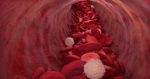 Inside Blood Vessel. Blood Stream inside Artery. Erythrocytes, Lymphocytes flow animation.  Blood cells 