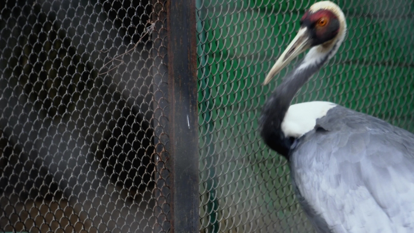White-naped crane bird on farm, wild bird in zoo behind bars