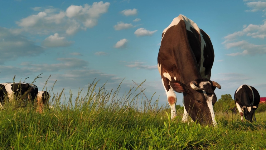 Amazing milk cows on beautiful meadow eat a grass Royalty-Free Stock Footage #1057452373