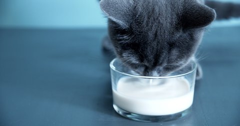 British shorthair cat drinking milk