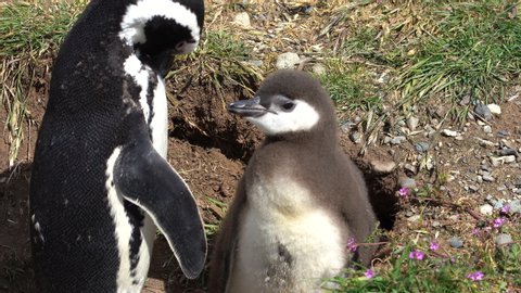 Close Up of Magellanic Penguin and Chick in Nature Reserve in Patagonia, South America. Endangered Animal in Nesting Migration