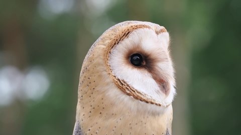barn owl, Tyto alba, rotate the head in all directions and directly into the camera, shot in the  forest 50 fps