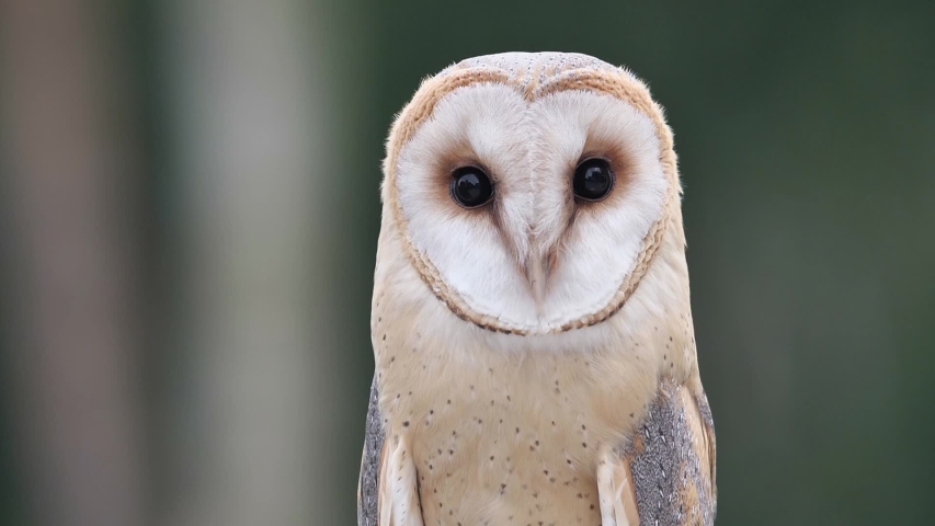 barn owl tyto alba looking different Stock Footage Video (100% Royalty ...