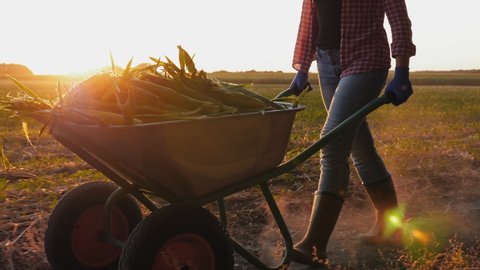 Girl farmer in rubber boots rolls a wheelbarrow full of corn crop along the field at sunset, slow-motion