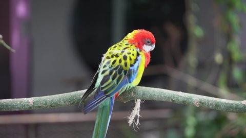A bright red and yellow eastern rosella (Platycercus eximius) parrot or parakeet is a rosella native to southeast of the Australian continent and to Tasmania.